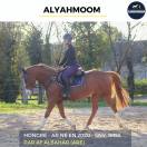 MAGNIFIQUE HONGRE - ALYAHMOOM - 4 ANS