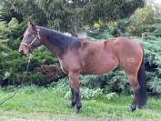 Jument quarter horse 