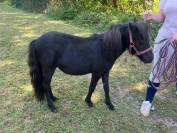 Poney shetland