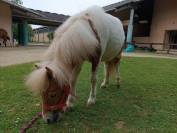 Poney shetland