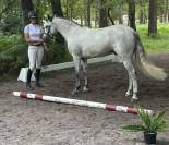 Poney de sport 6 ans C