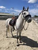 Poney de sport 6 ans C