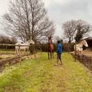 Yegua Zangersheide En venta 2024 Bayo por ALLROAD 2000 Z