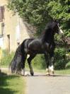 Cheval 6 ans 