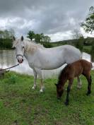 POULINIERE PONEY CONNEMARA 