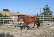 PONEY CONNEMARA DE 2 ANS 