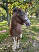 Top poney type Irish 