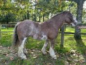 Top poney type Irish 