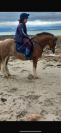 Top poney type Irish 