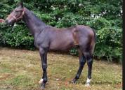 Magnifique poulain 2024 Contendro x Arc de Triomphe