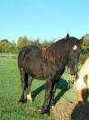 POULICHE GYPSIAN IRISH COB/FRISON 17 MOIS