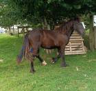 POULICHE GYPSIAN IRISH COB/FRISON 17 MOIS