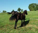 POULICHE GYPSIAN IRISH COB/FRISON 17 MOIS