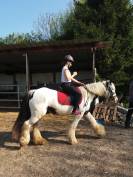 POULICHE GYPSIAN IRISH COB/FRISON 17 MOIS