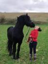 POULICHE GYPSIAN IRISH COB/FRISON 17 MOIS