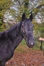 Ponette New Forest 3 ans 