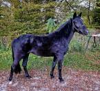 Ponette New Forest 3 ans 