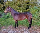 Ponette New Forest 3 ans 