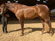 Granjero: Hongre de 4 Ans, Allure et Charisme, 