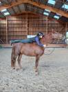 Granjero: Hongre de 4 Ans, Allure et Charisme, 