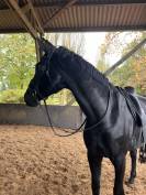 Maitre d'école, amateur friendly, dressage (hanovrien) 