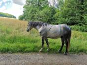 Poney D petit cheval