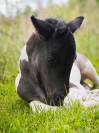 Poulain Irish Cob x Shetland OC