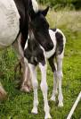 Poulain Irish Cob x Shetland OC