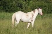 Saillie et IA étalon paint horse grullo sw1sw1 nO