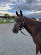 Hongre arabe taille D poney (1m43) 8 ans Alezan brulé