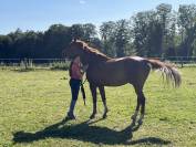 Hongre arabe taille D poney (1m43) 8 ans Alezan brulé