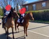 Hongre arabe taille D poney (1m43) 8 ans Alezan brulé