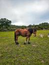 Cheval de randonnée Hongre Auxois PP