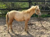 A vendre poney DRP prenant 2 ans en 2025