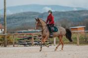 A vendre poney de grand prix 