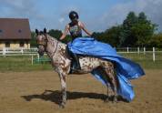 Amazing Leopard Anglo arab gelding !