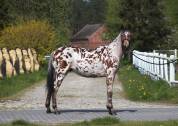 Amazing Leopard Anglo arab gelding !