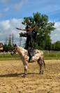 Amazing Leopard Anglo arab gelding !