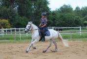 Amazing bombproof Fell Pony mare  for breeding /riding 