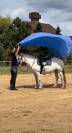 Amazing bombproof Fell Pony mare  for breeding /riding 