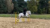 Amazing bombproof Fell Pony mare  for breeding /riding 