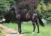 Black homozygous arabian mare Very tall Super Mover !