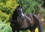 Black homozygous arabian mare Very tall Super Mover !