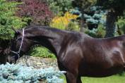 Black homozygous arabian mare Very tall Super Mover !