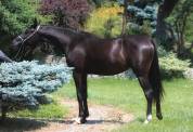 Black homozygous arabian mare Very tall Super Mover !