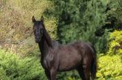 Black homozygous arabian filly  
