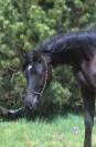 Black homozygous arabian filly  