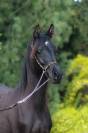 Black homozygous arabian filly  