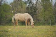 Jument Curly Palomino