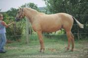 Jument Curly Palomino